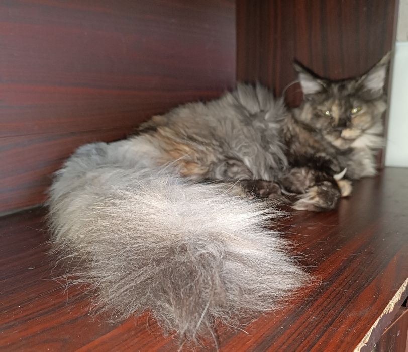 Бронь.Продам котят Мейн Кун