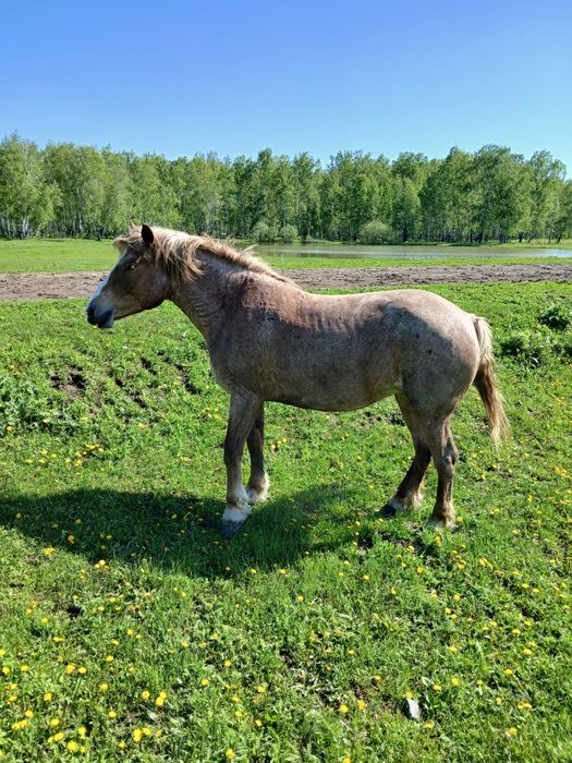 Продам жеребца,кобылы