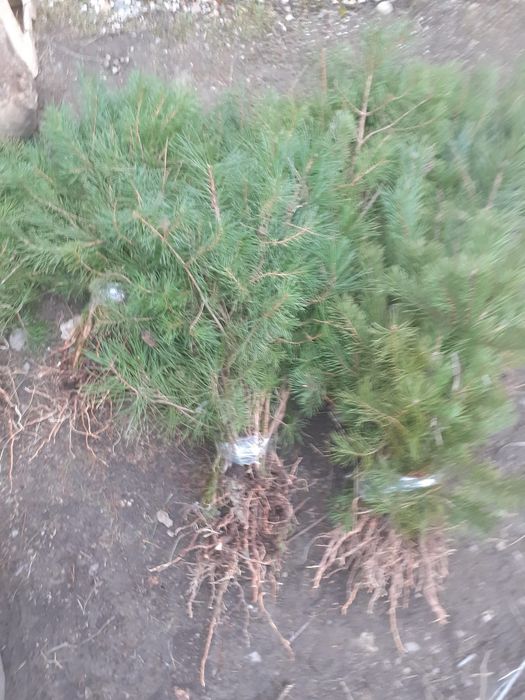 Avem la vanzare puieti de pin