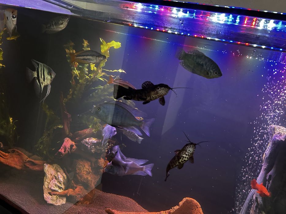 Продам аквариум 200л с содержимым