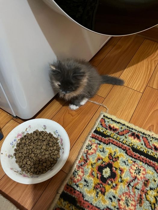 Отдам котенка и кошку