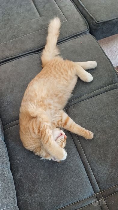 mushuk scottish fold