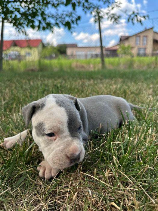 American Staffordshire terrier (Amstaff)