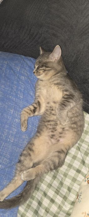 Кошку в добрые руки