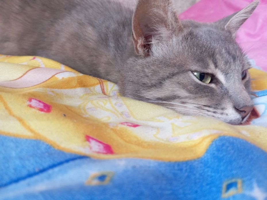 Кот мальчик ему 1 год