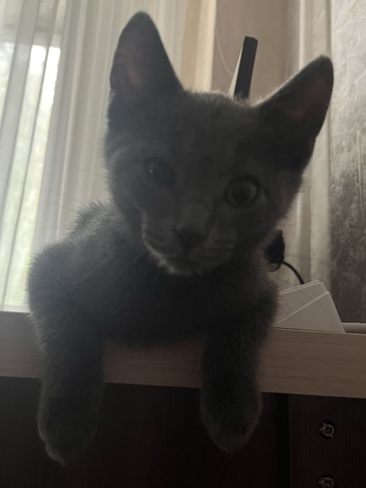 Котенок. 2 месяца мальчик