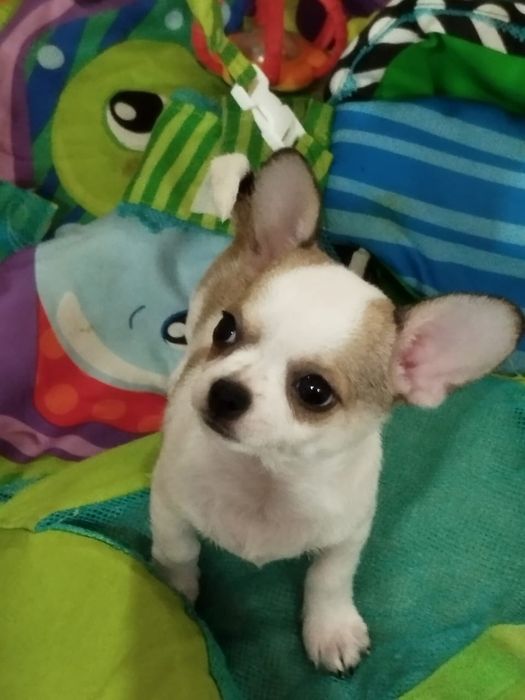 В продаже щенок Чихуахуа.