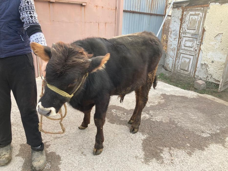Продам Алатау быка