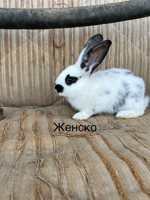 Свободни зайчета на 2 месеца  по 20 евро