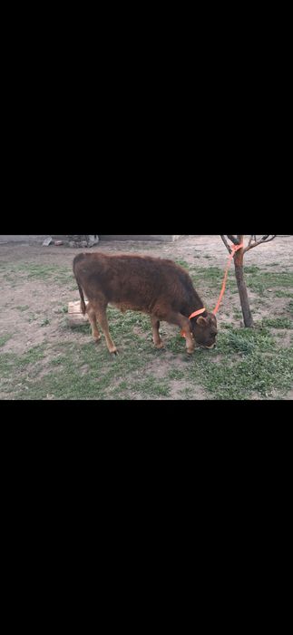 Алты айлық бычок ұзынағашта