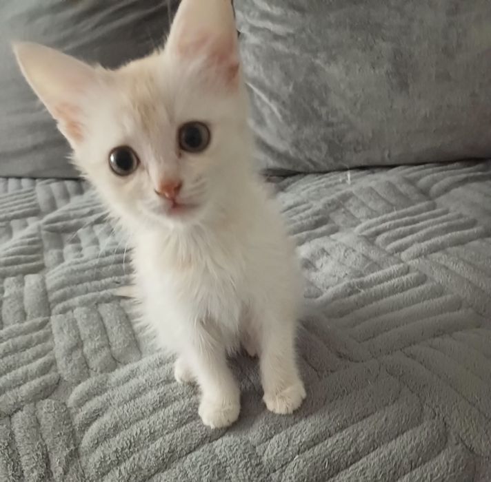 Отдам котёнка в добрые руки