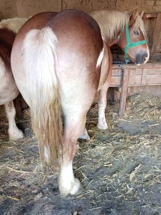 Manza de 3ani gestanta de 4luni nui invatat schimb
