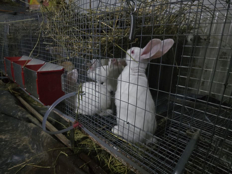 Alb Pannon Hycole Francez iepuri de carne