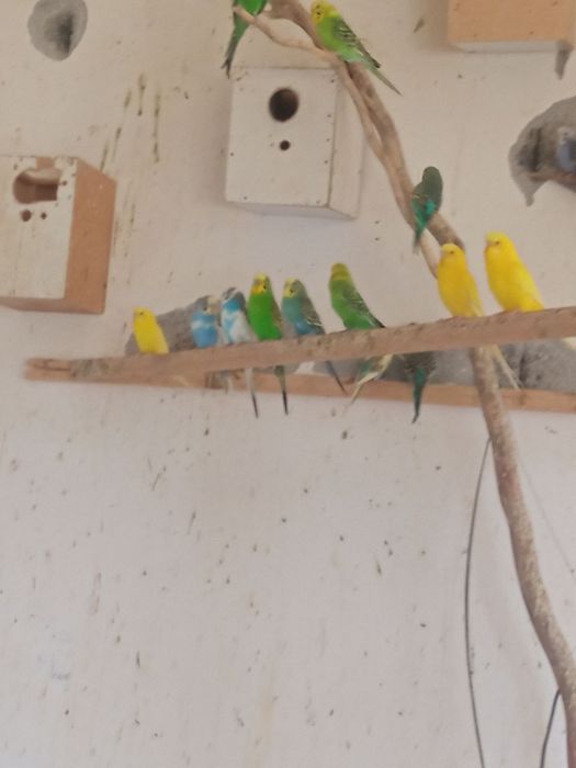 toʻti bolari onasi tuxum qoʻyadi par