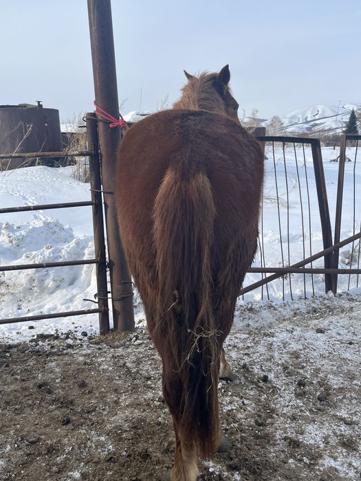 Продаю кобылку два года торг имеится