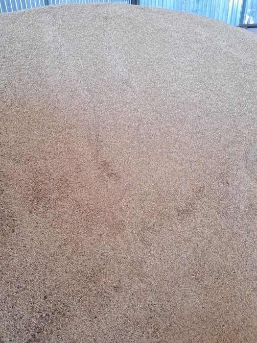 ovaz   productia 2025