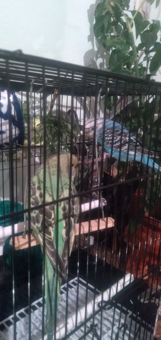 Папугай Валнистый