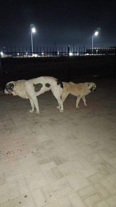 Төбет күшік линиясы звер