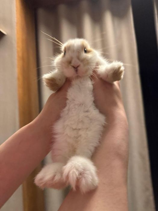 Декоративный кролик