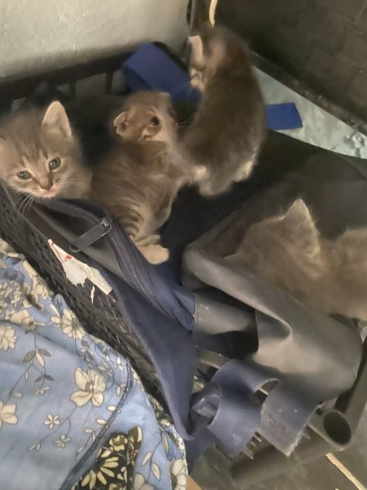 Продам. Шотдладских котят