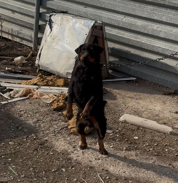 Продам собак ягдтерьер