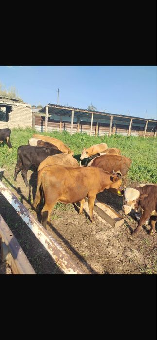 Продам бычков годовалых