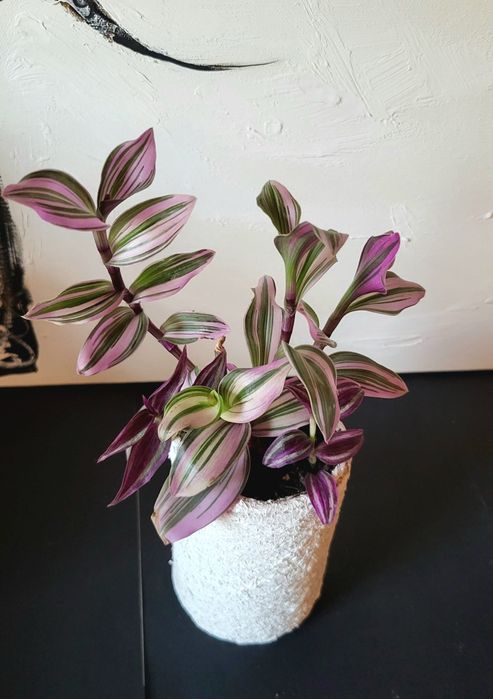 Tradescantia in ghiveci confectionat manual
