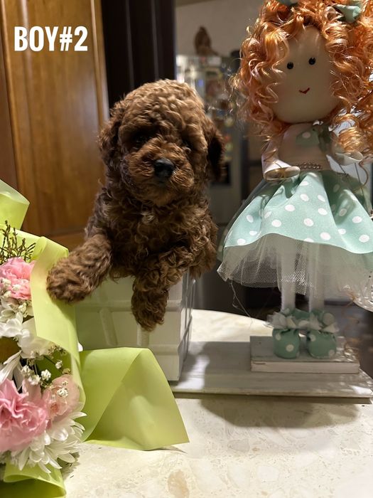 Mascul pudel rosu toy