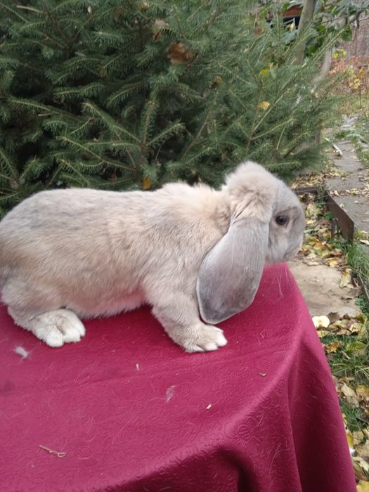 Продам мясо кролика.