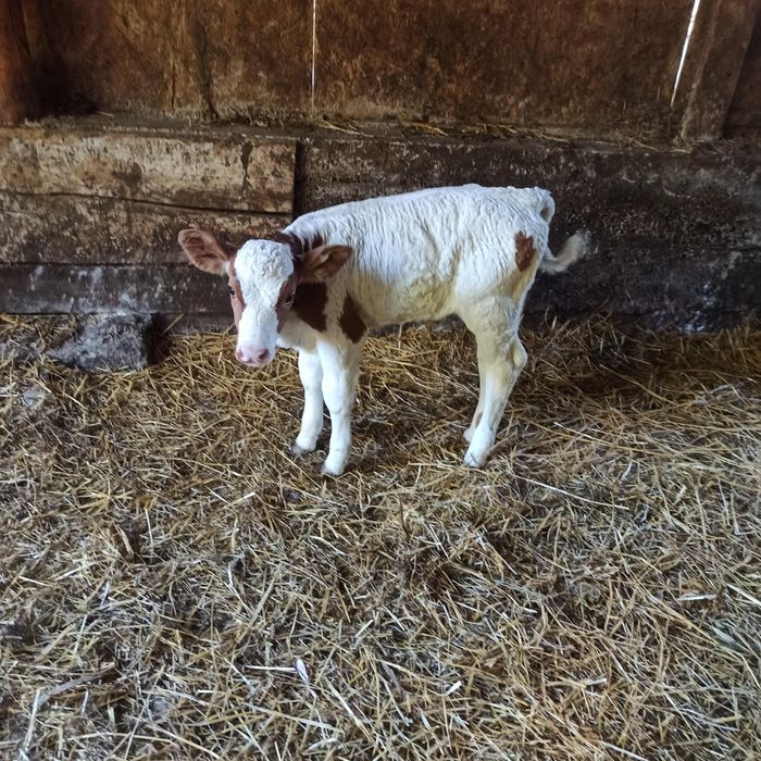 Vitea baltata romaneasca