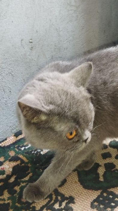 продаётся британская кошка