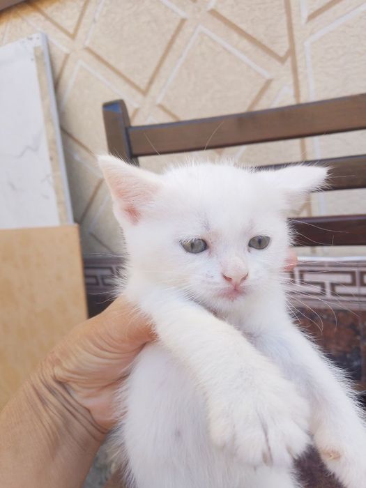 Котята на продажу