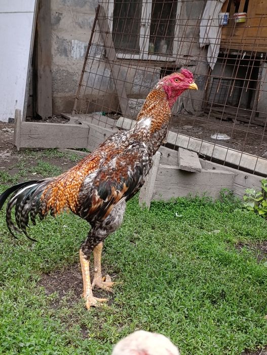 Продам Дакан 11 мес