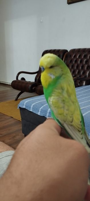 Peruși Standard blânzi Pui/Adulți