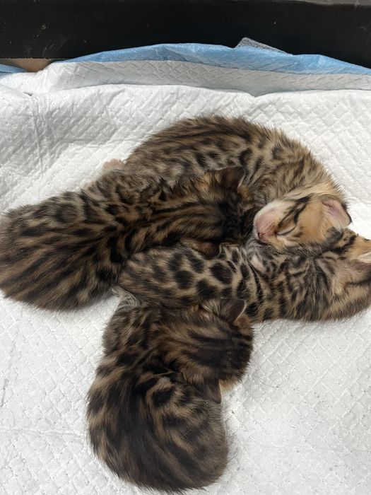 Бенгальские котята