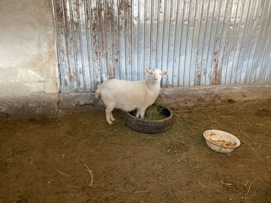 орыс ешки ауыстрам койга