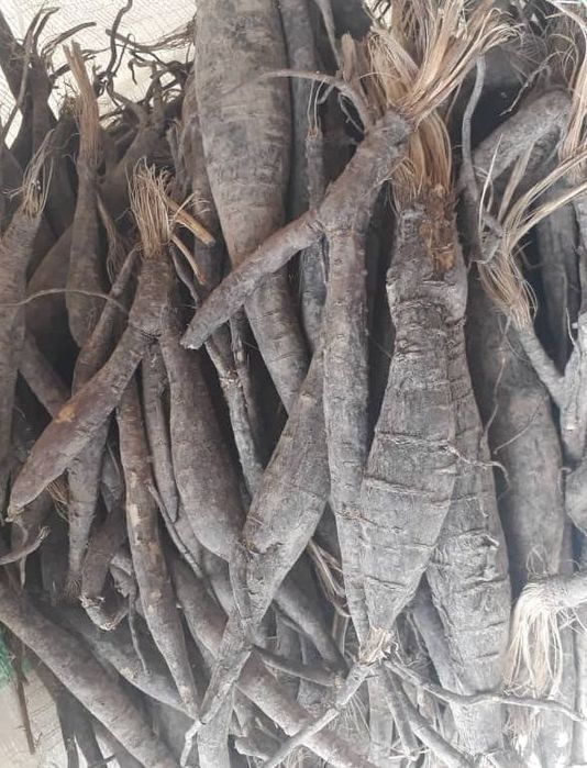 Каврак кучатлари Улжан uljon