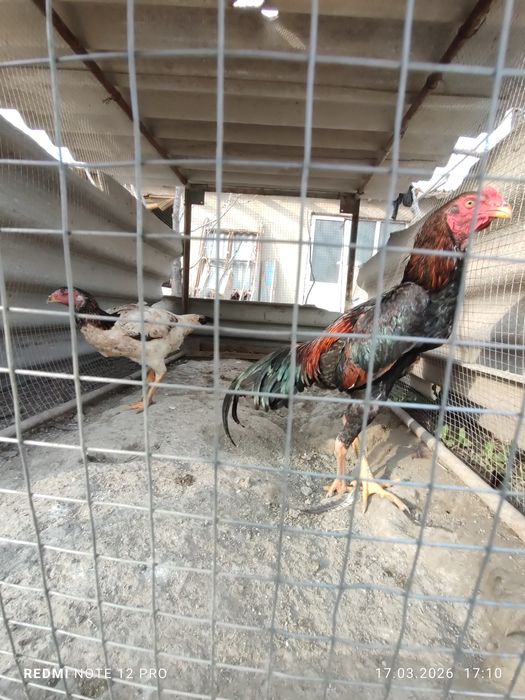 Куланги пара сотилади