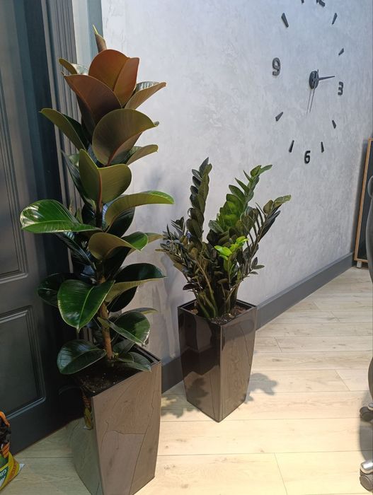 Офисные растения