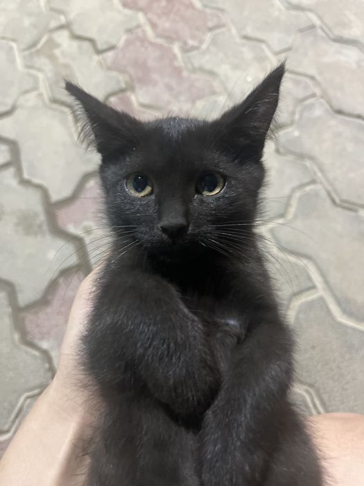 Кошки хорошин ласковые