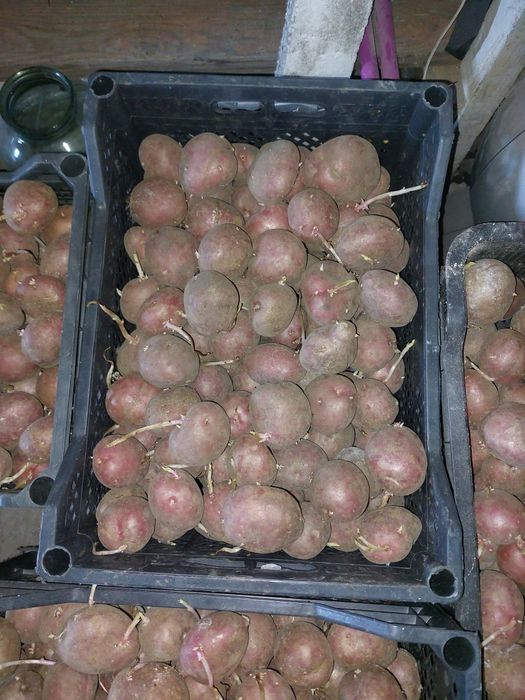 Продам семенной картофель