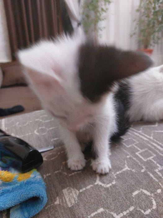 Отдам котят в добрые руки