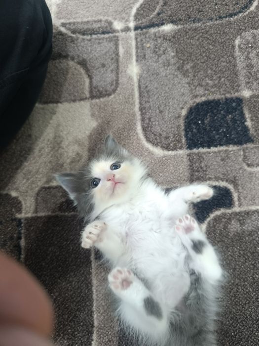 Отдам котят в добрые руки
