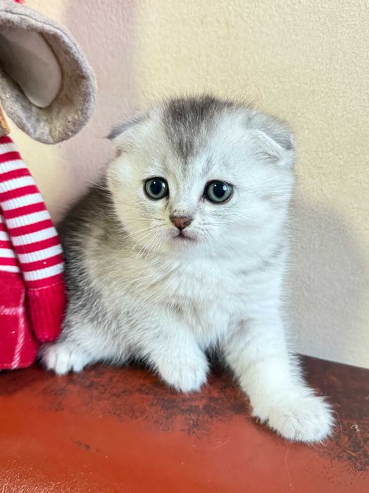 котета британски късокосмести сребърни чинчили за коледен подарък