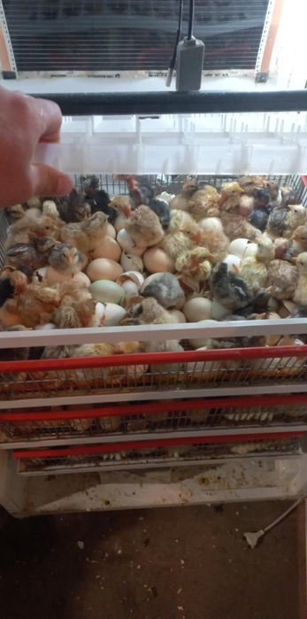 Pui de curte de o zi