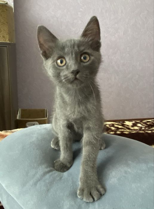 Котенок Том ищет дом