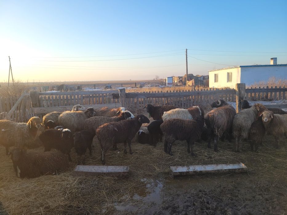 Козылы койлар сатам 21 бас