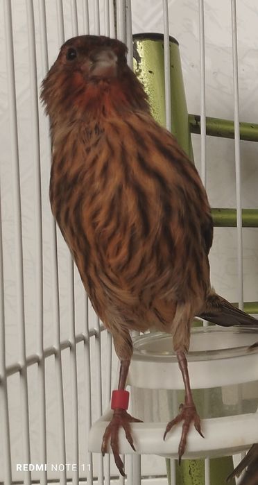 Канарейка молодойла  красная дерева.