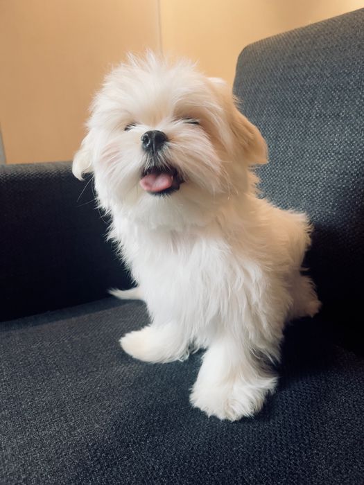 Щенки Мальтезе , Maltese