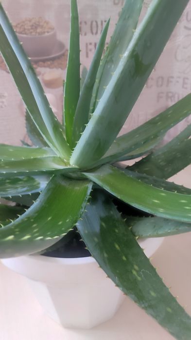 Продам алоэ вера